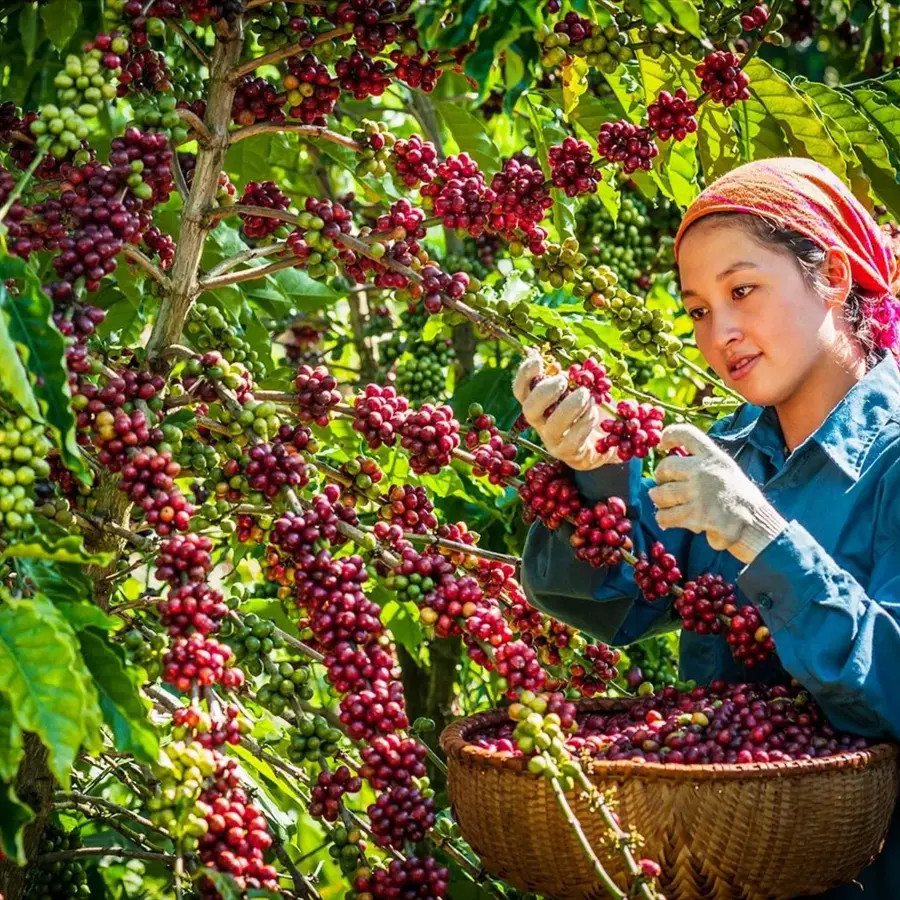 LAFCO develops comprehensive nutritional solutions, supporting sustainable agriculture.